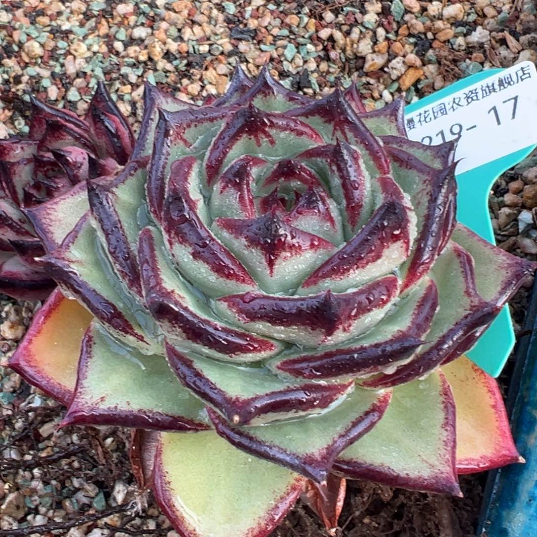 从前慢多肉精选编号0219.17