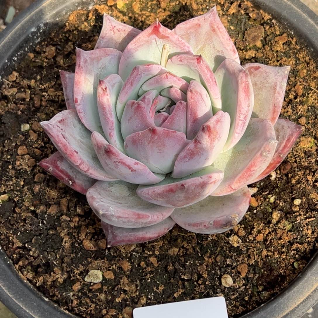 郭**°6986多肉多多多多多