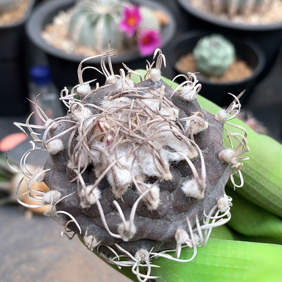 实生牙城丸仙人球
