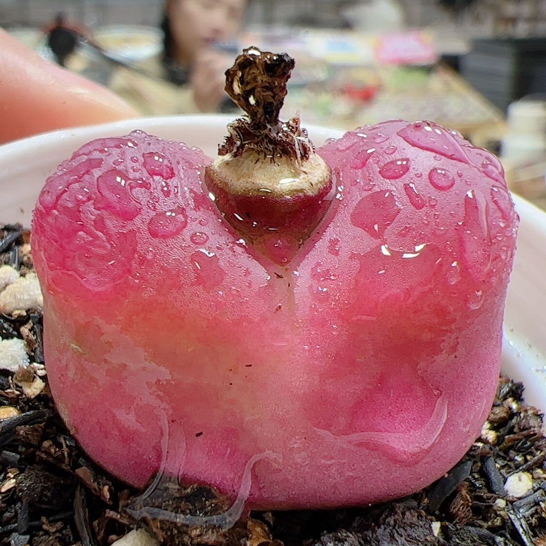 【闪购商品】279。带盆