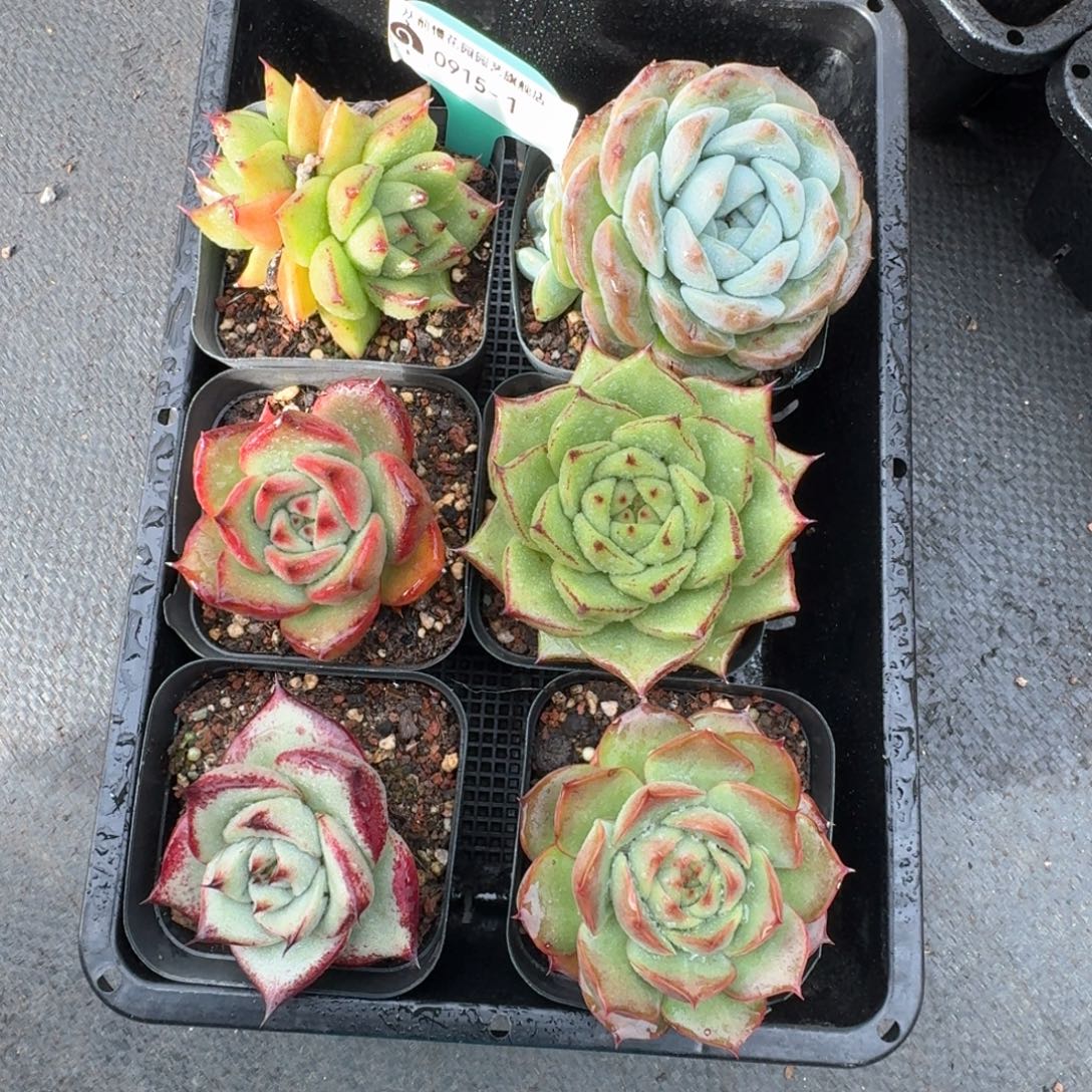 从前慢多肉精选编号0915.1