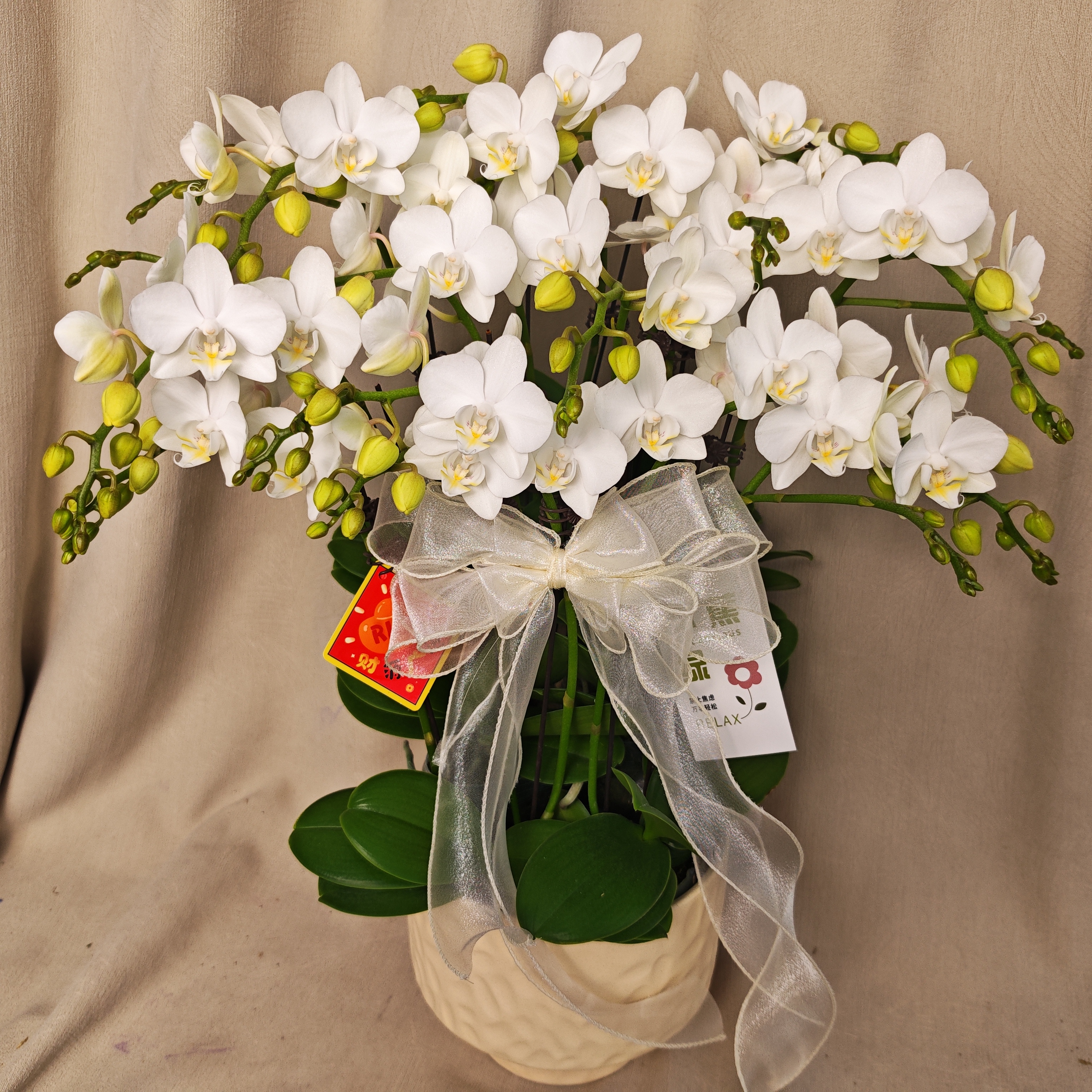 【雪山玫瑰】高端白色INS风 耐看带侧枝爆花小机器