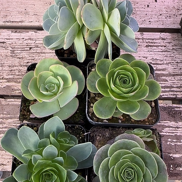 山地玫瑰一物一拍带盆发5颗