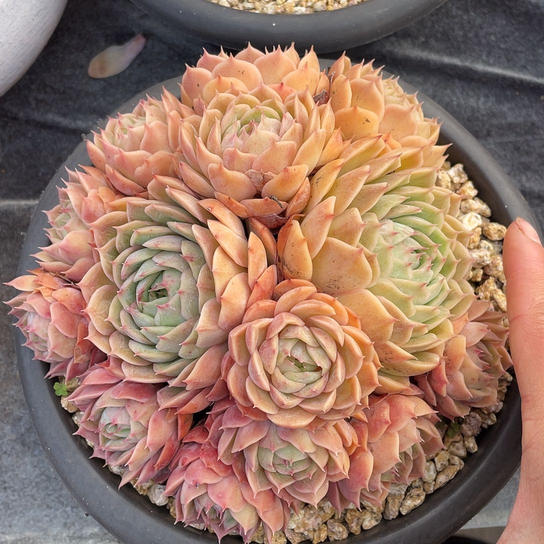多肉植物一物一拍