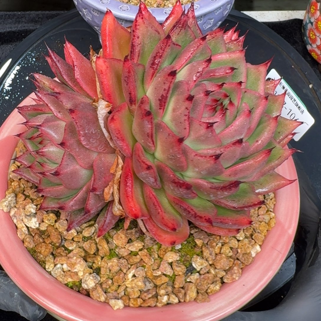 从前慢多肉精选编号1227.106