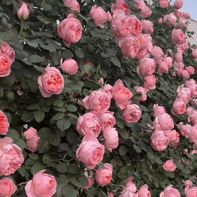 舍农索城堡的女人们大花浓香四季节开花蔷薇玫瑰庭院 耐高温