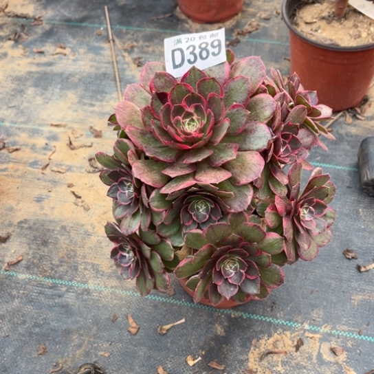 389粉花妖不包断枝