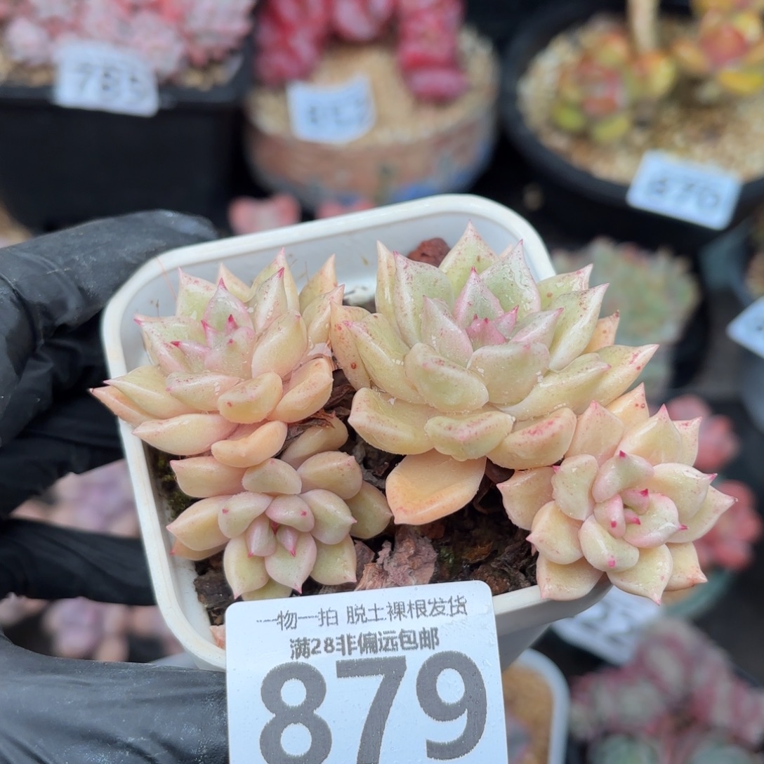 黄金璀璨无盆土发货