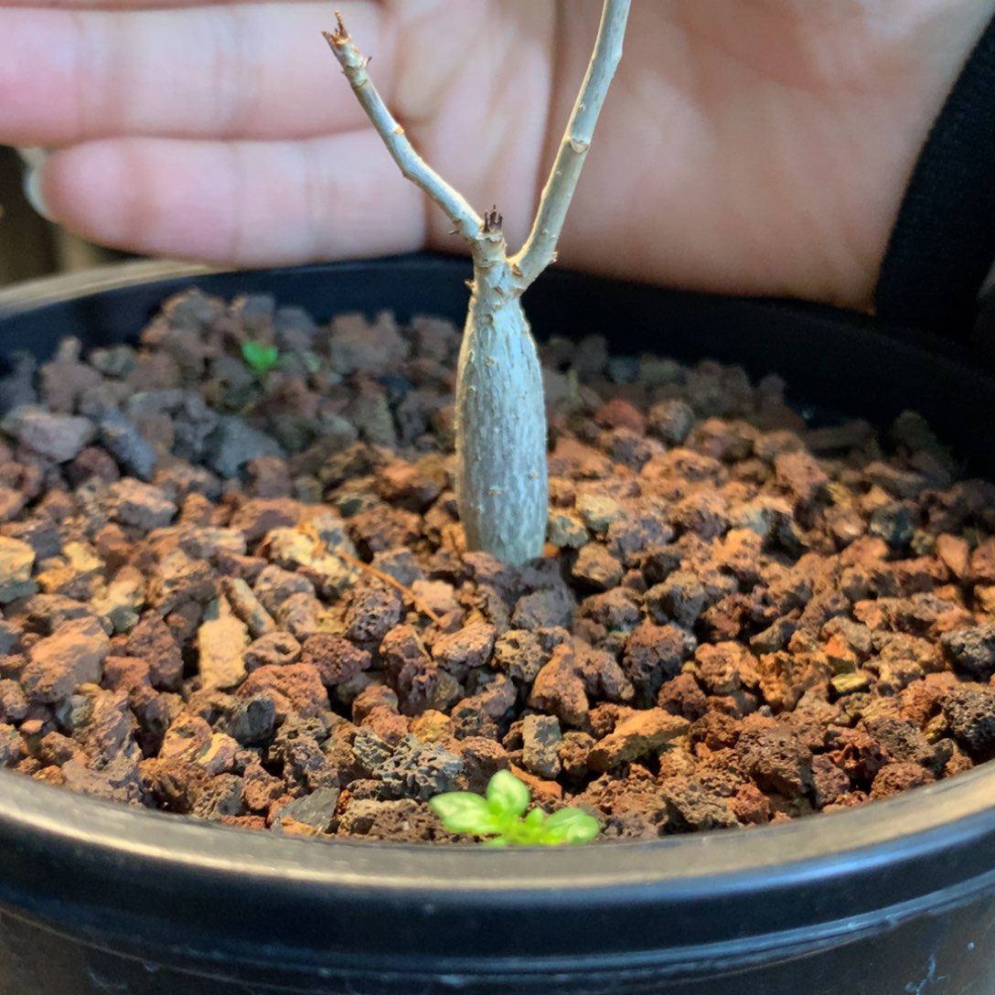 碧皮纳特裂榄实生小苗