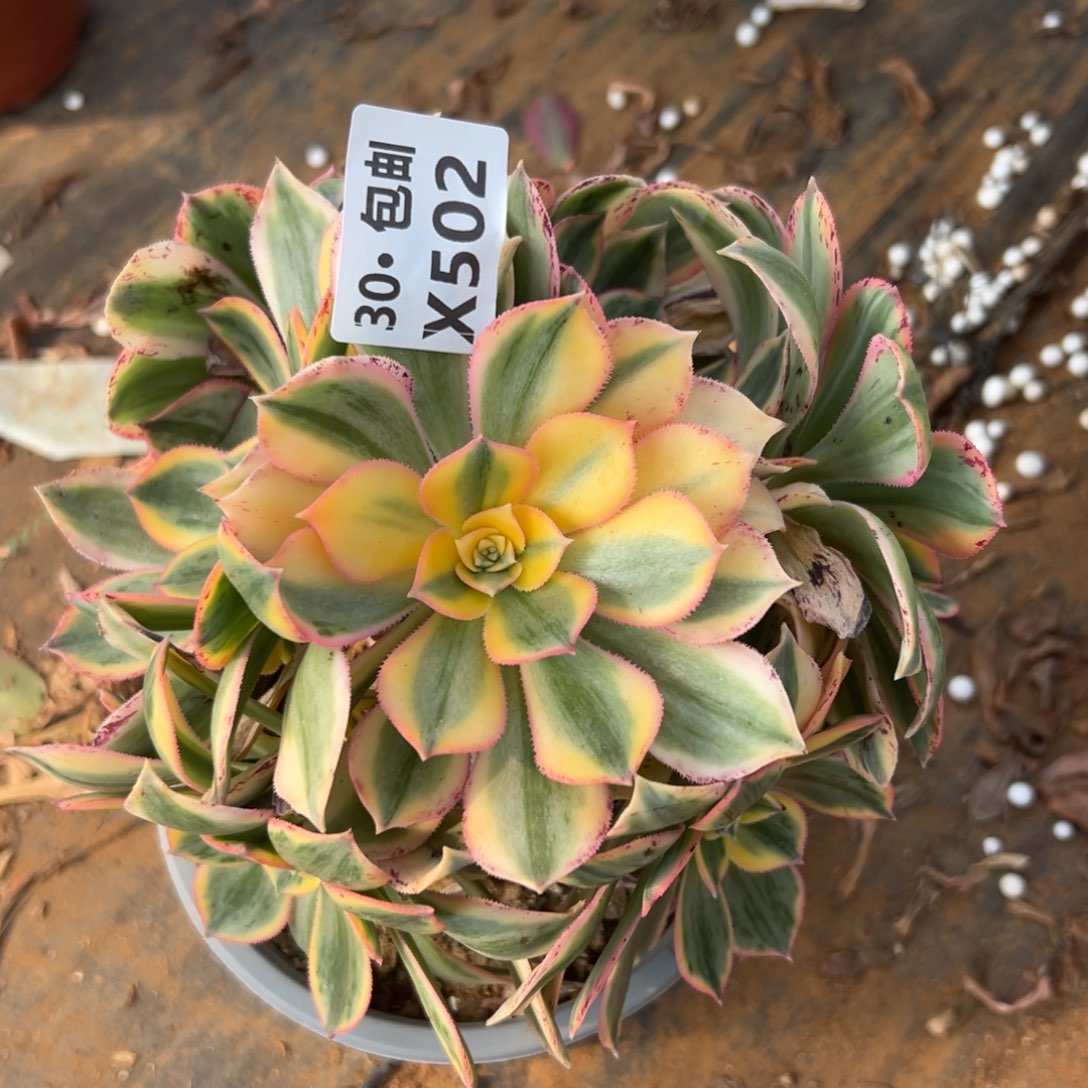 502 ，灿烂多肉法师