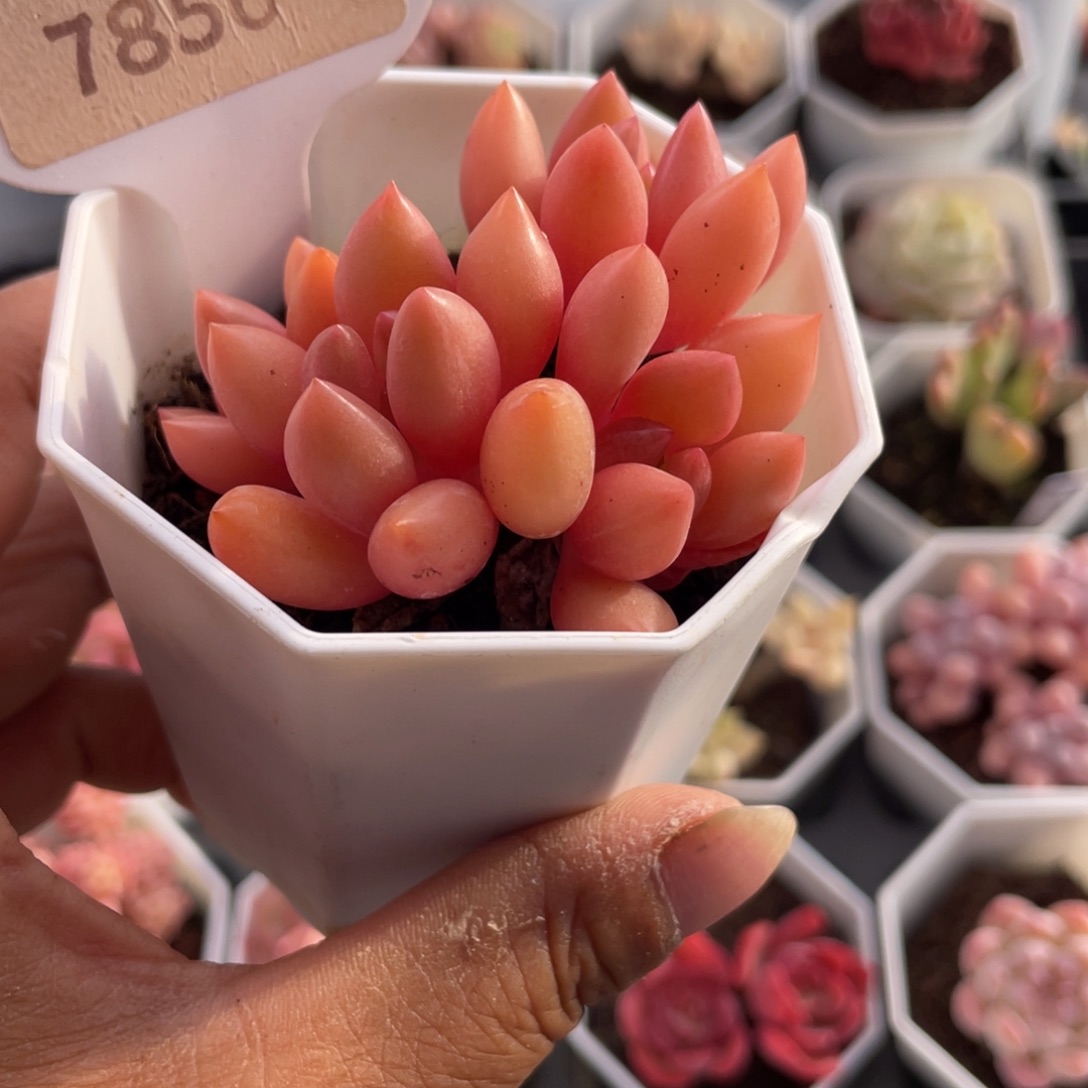 桃花源7856-6.0厘米