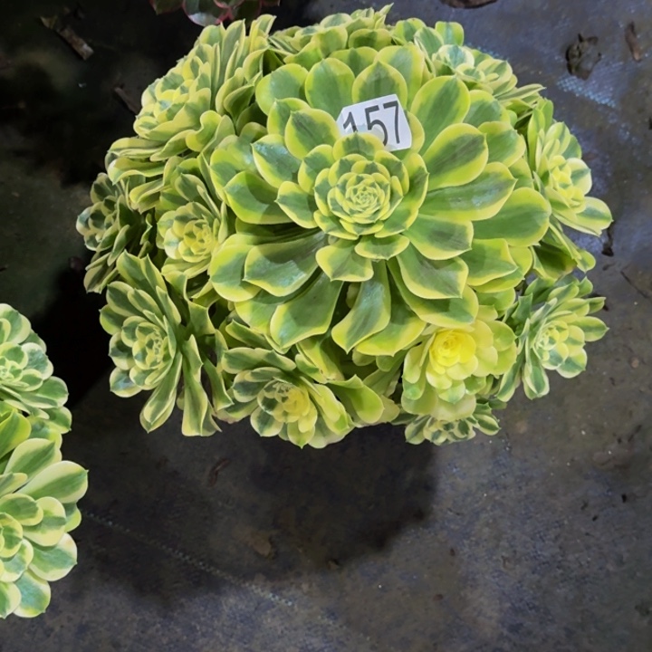 0000000000157绿豆沙