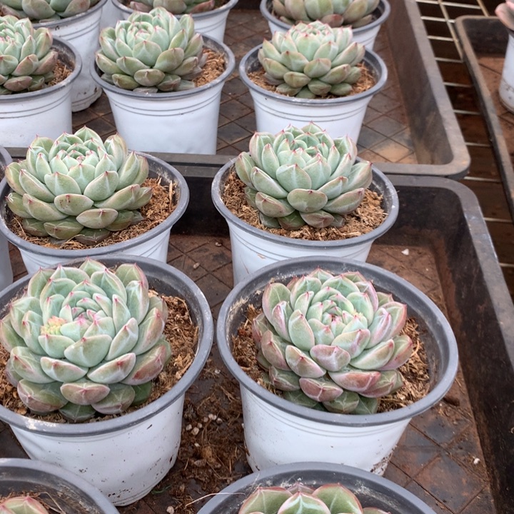 胖体雪花珍妮多肉植物两单包邮