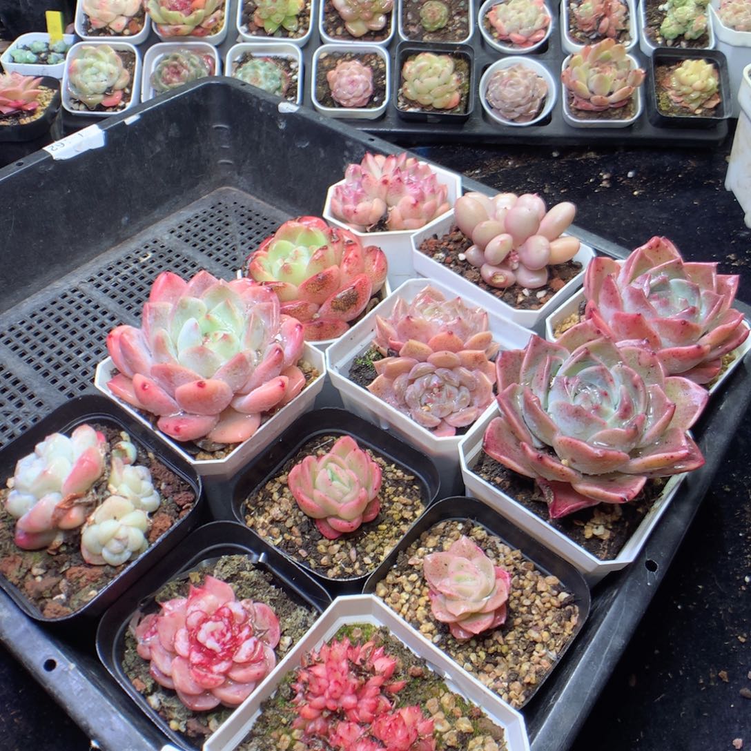 无花朵Q73。yyyyyyyyyyy