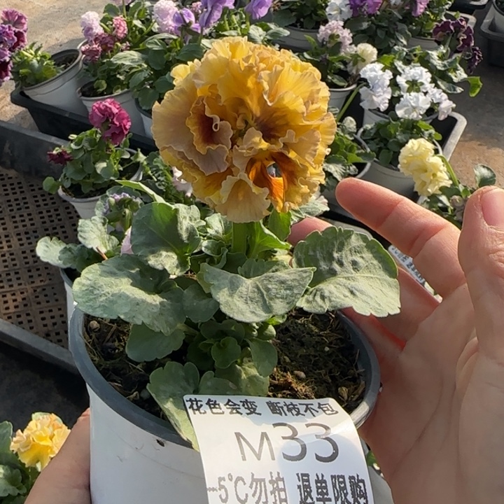 熬****无花朵M033角堇小苗一物一拍默认苗晃