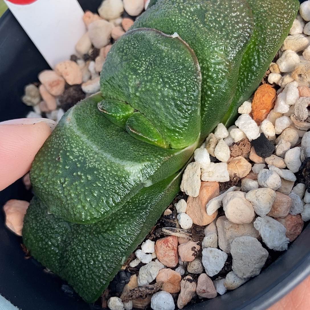 1090卧牛实生带盆发货