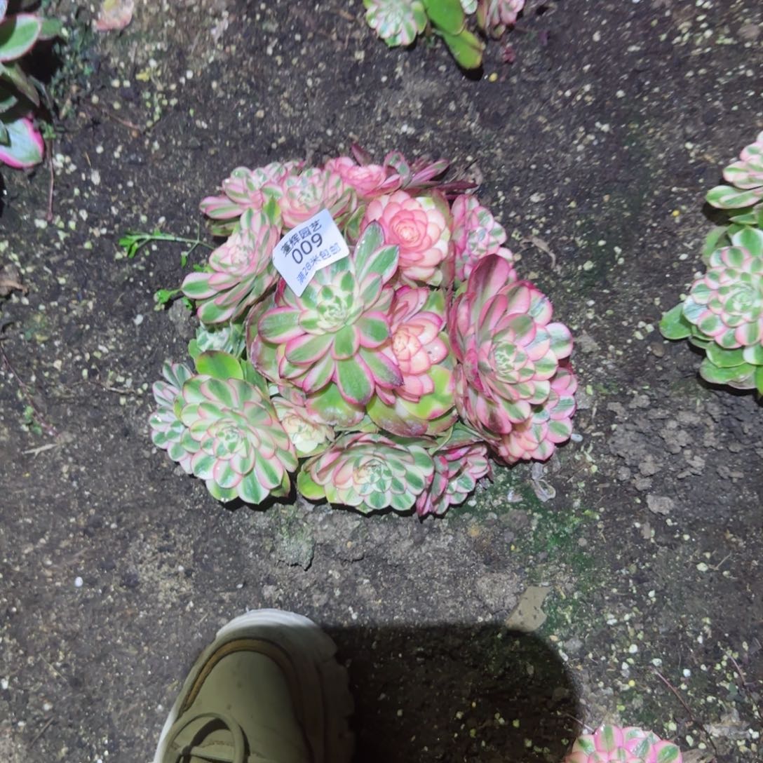 荔枝法师多肉009