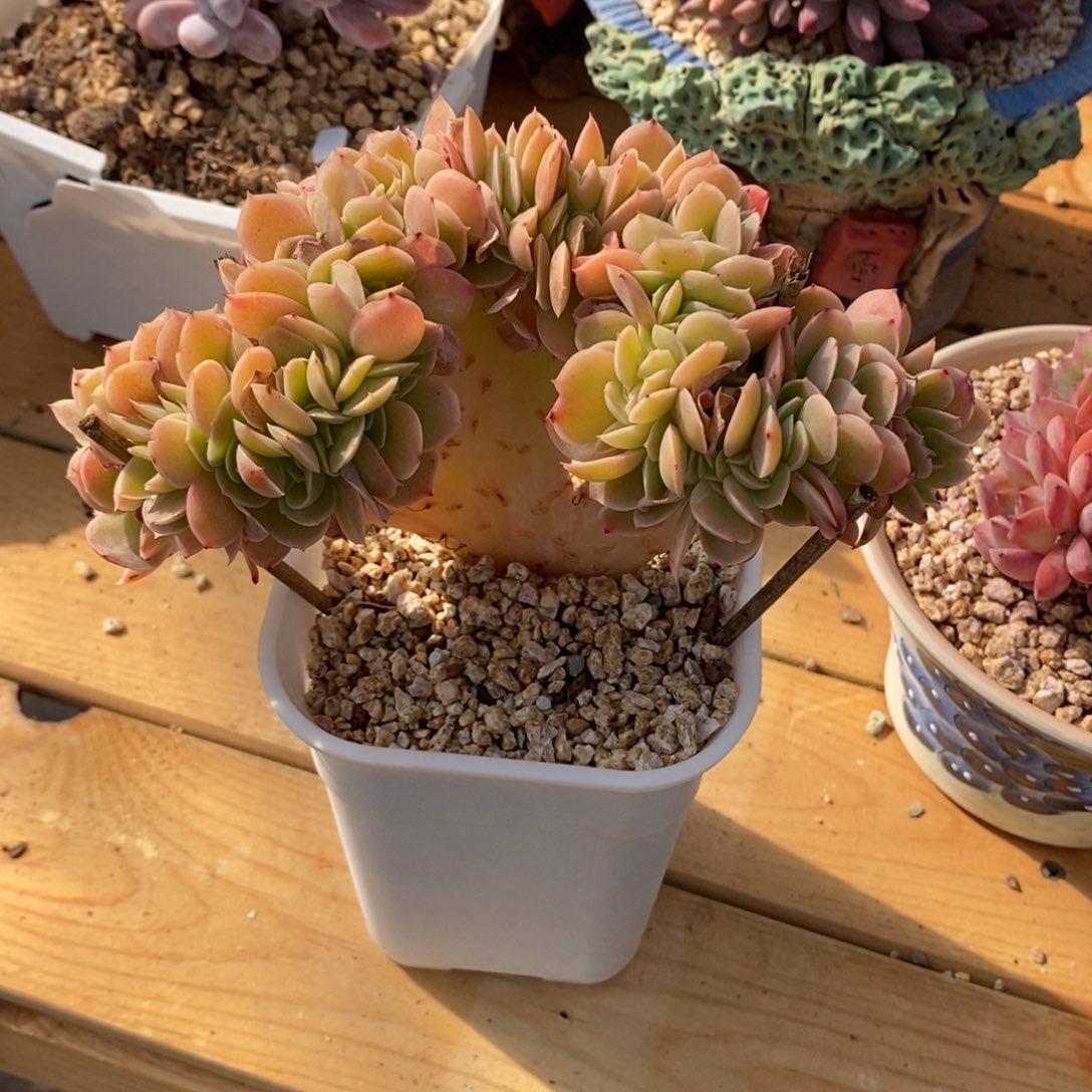 独***闲多肉福利啦啦啦啦啦