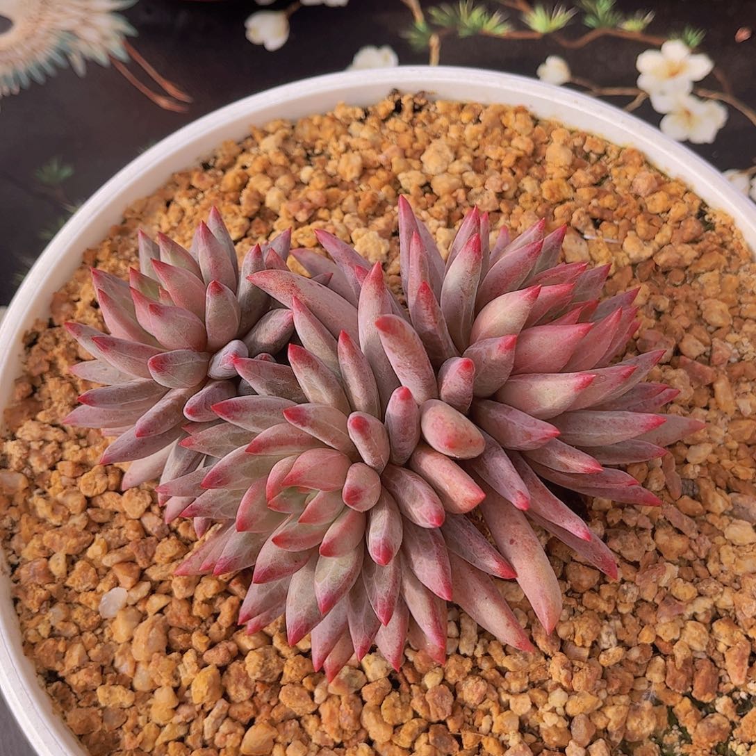 羽毛纹虞美人多肉