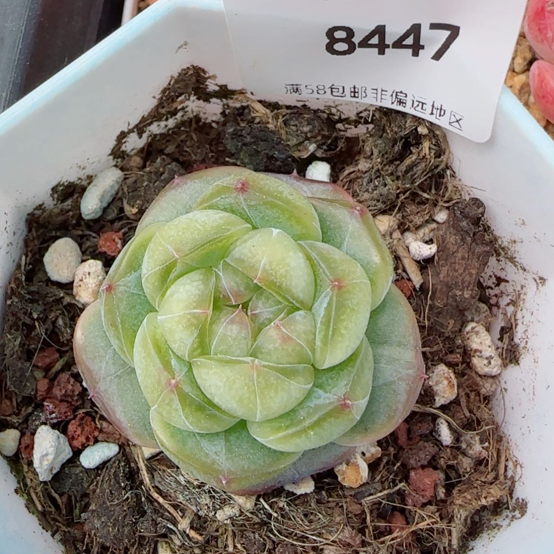 水晶球，8447多肉植物