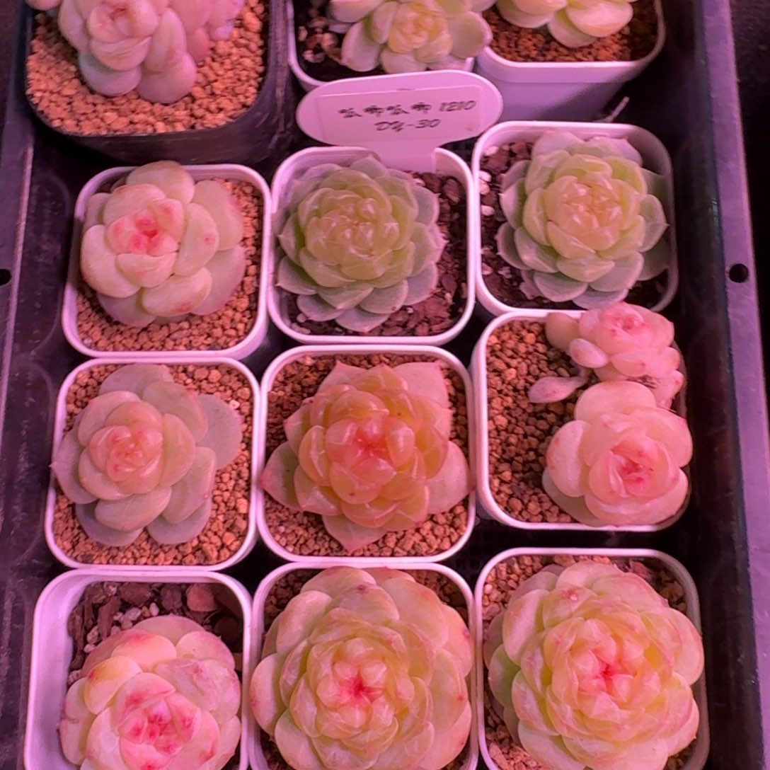 肥***桑1210-30-喵桑差价链接（多肉）