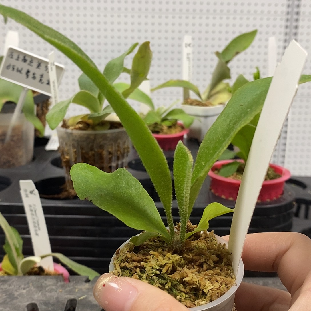 无花朵千手观音鹿角蕨