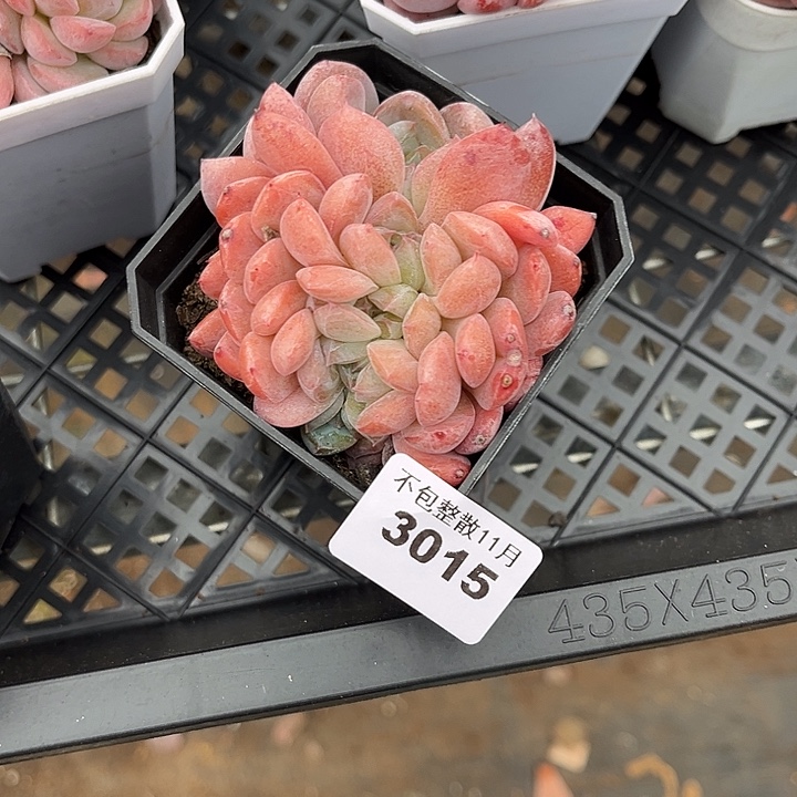 阿雅园艺。           3015厚梦