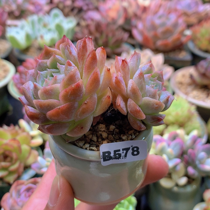 一物一拍含盆土满38包邮B578