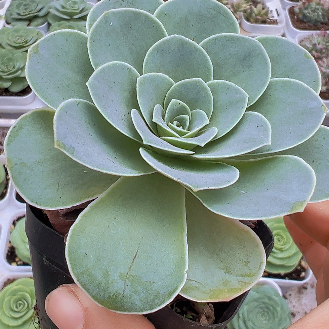 粉耶罗玫瑰19包邮