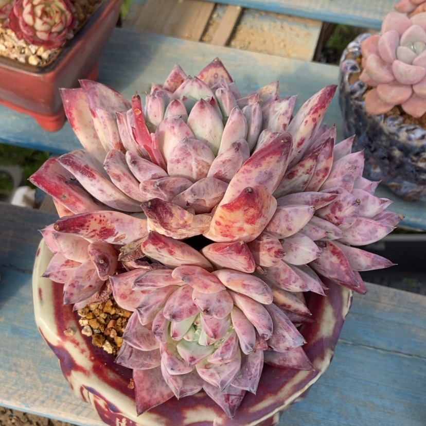 【闪购商品】北极熊