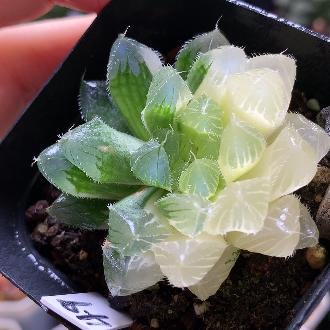 冰魄玉露锦带盆土发货loo