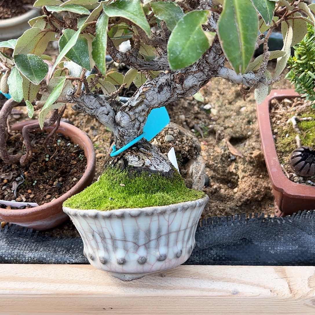 红陶金*狼1顺丰到付。  