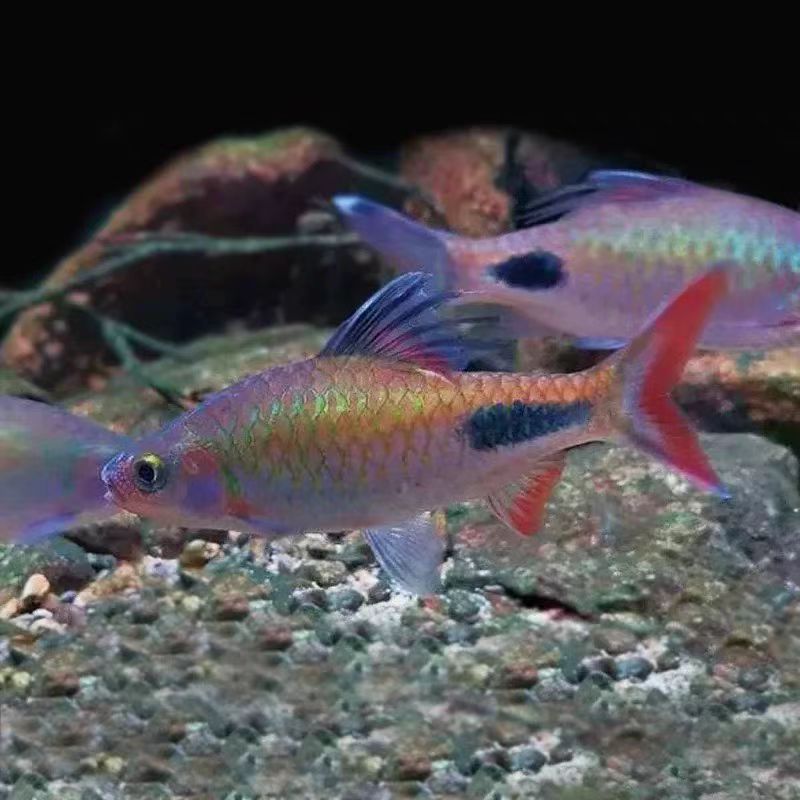 紫红两点鲫冷水淡水鱼观赏鱼好养耐养适合新手鱼观赏鱼