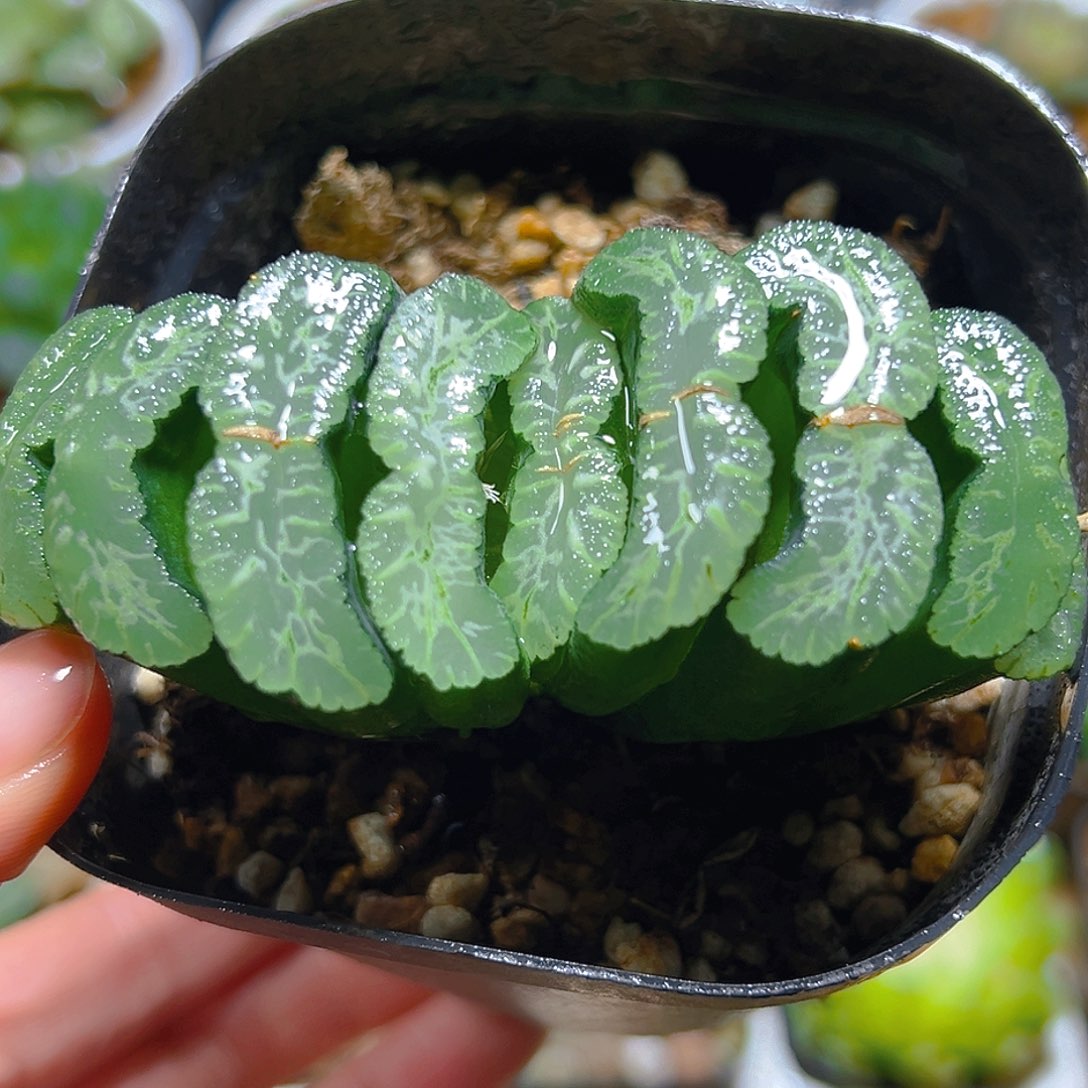 实生玉扇多肉多肉1