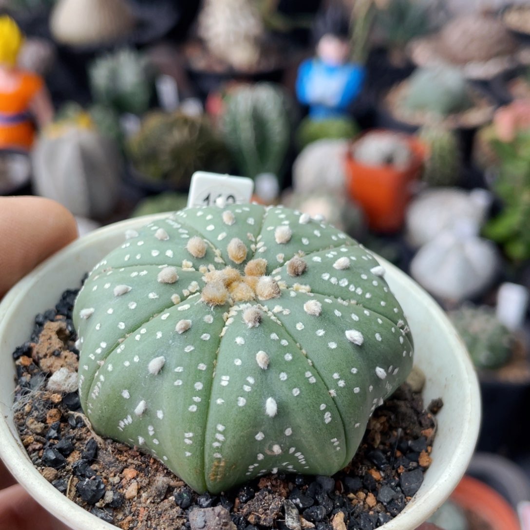 仙人球满28包邮盆口径5公分