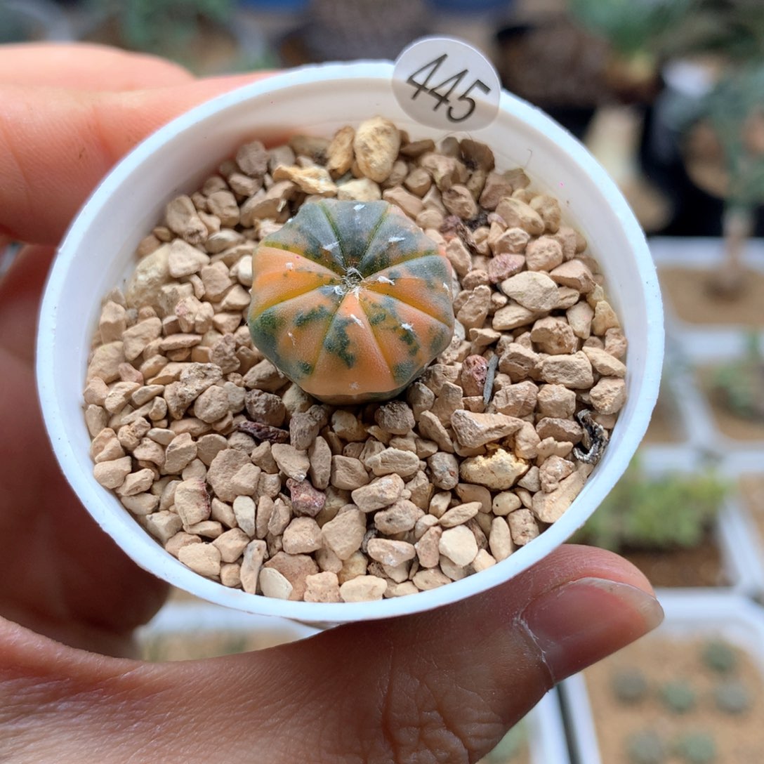 实生海星体兜锦带盆1.6cm