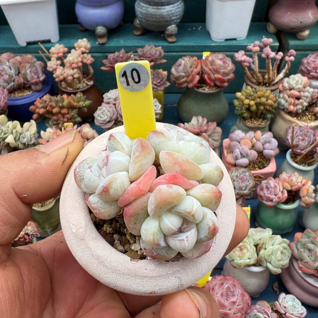 10号冰玉带盆土发