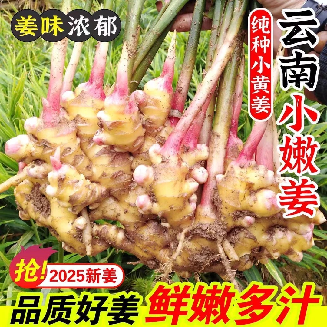 【2025现挖新姜】正宗云南小黄姜新鲜采挖老姜整箱产地批发