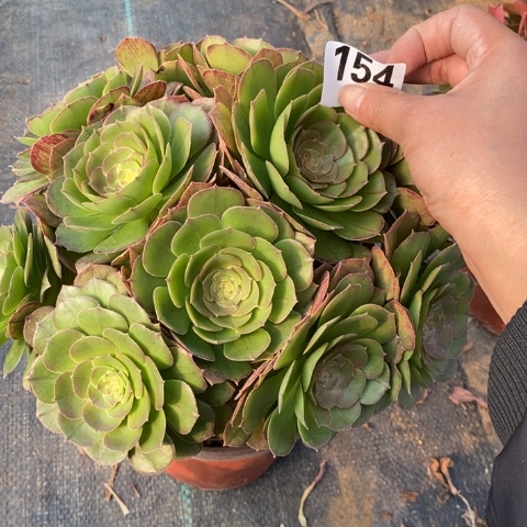 万圣节多肉植物法师不包损