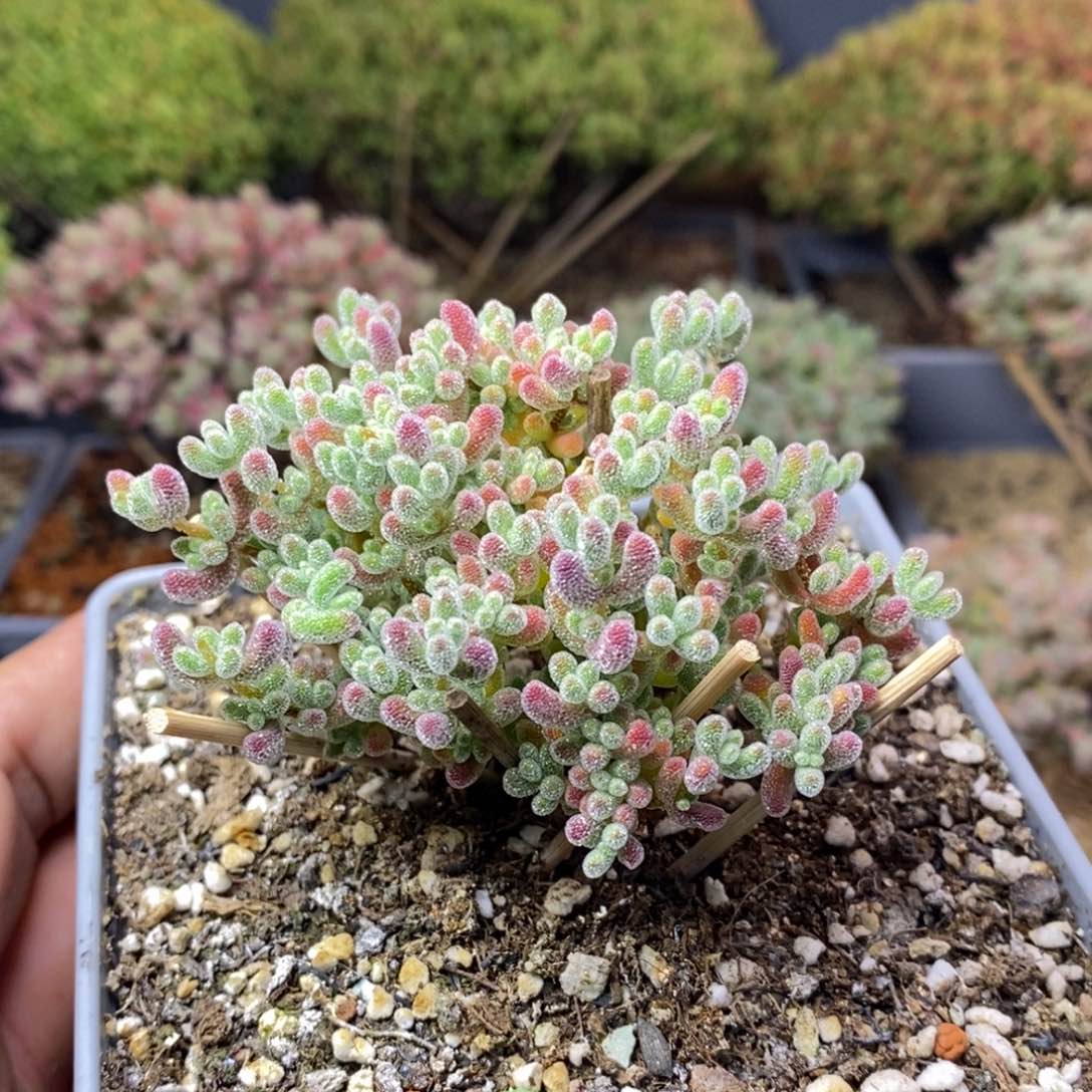 587实生优选冰晶