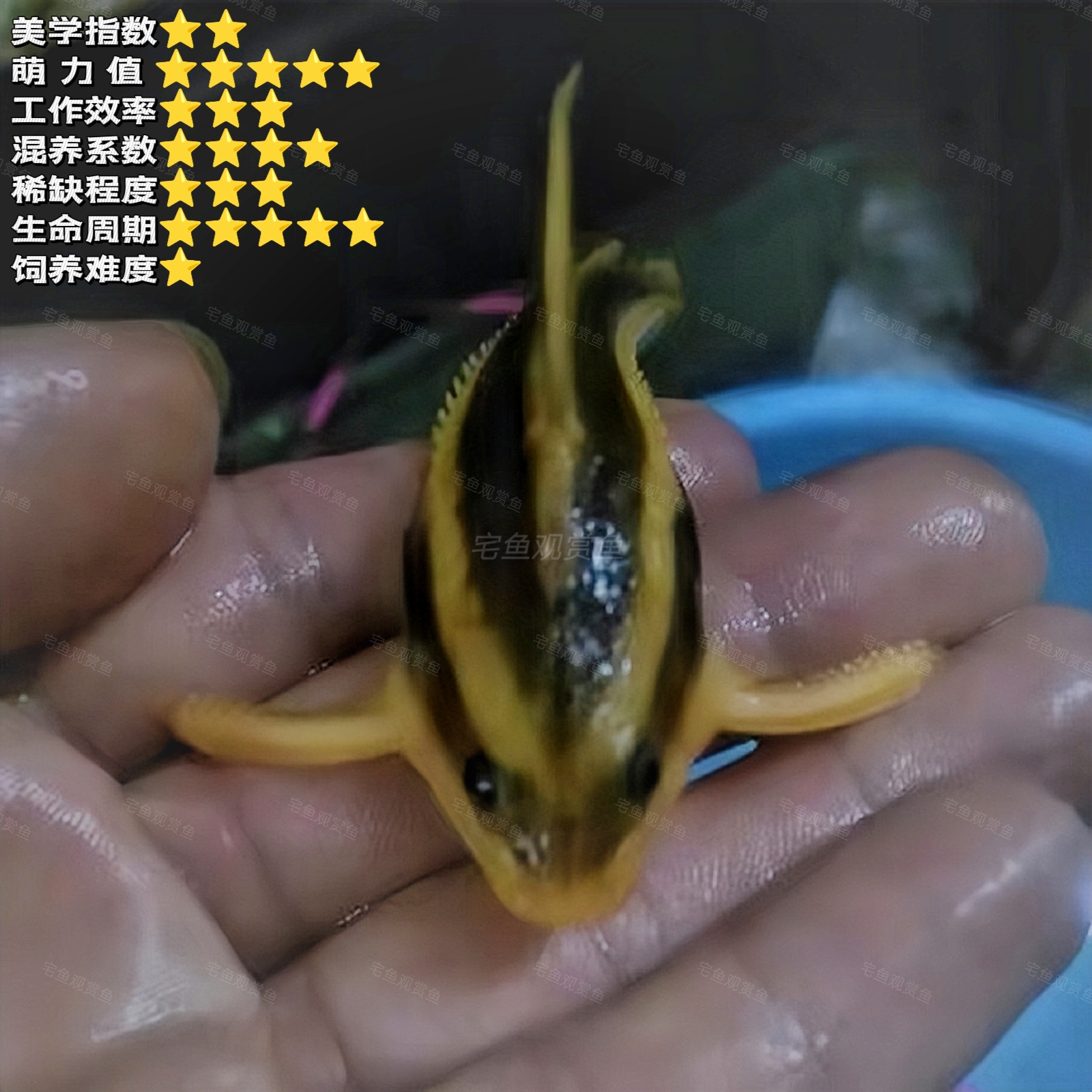 【超萌】笑猫鱼 笑脸猫鱼耐活清理工具鱼清洁鱼淡水热带观赏鱼活体