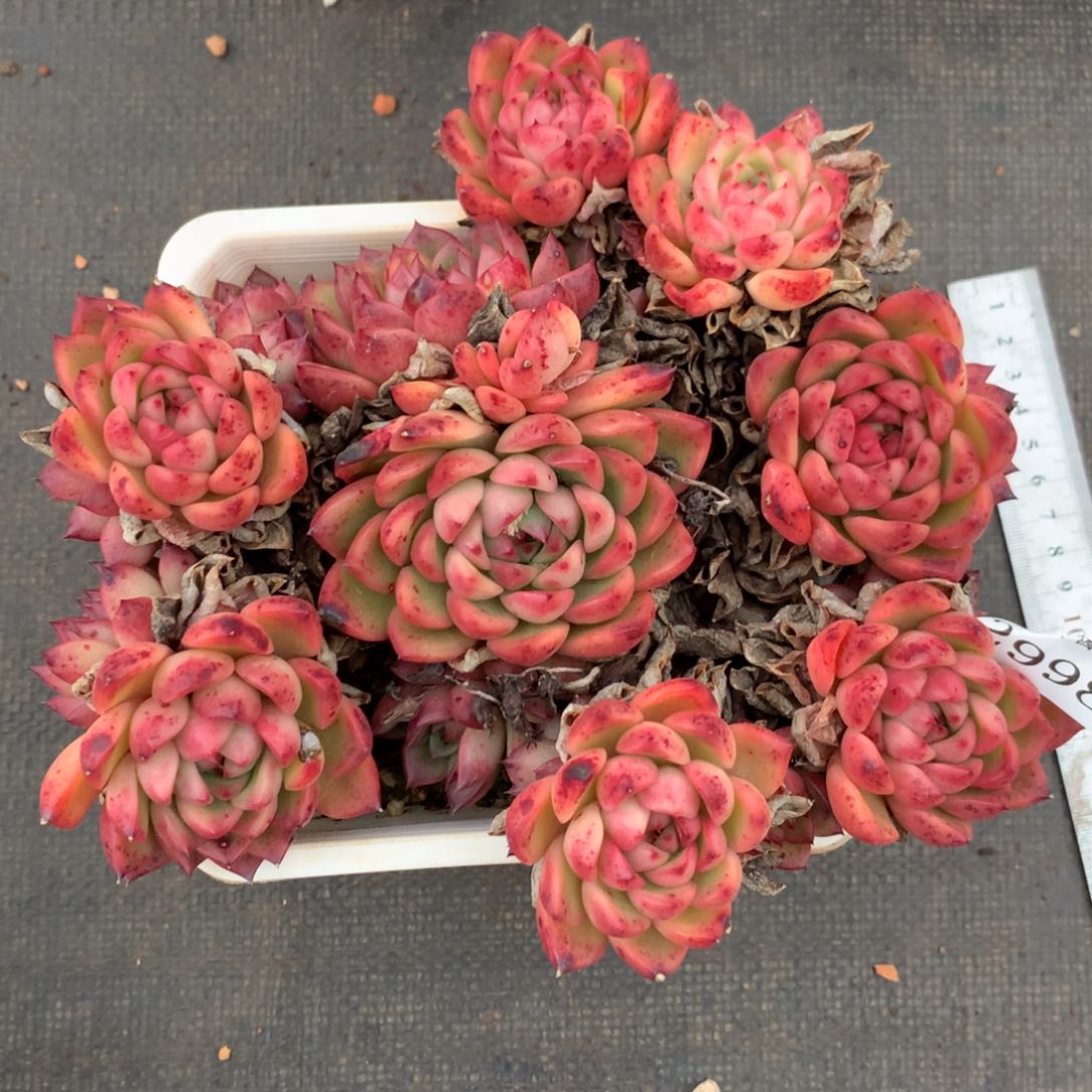 2998杂交多肉植物