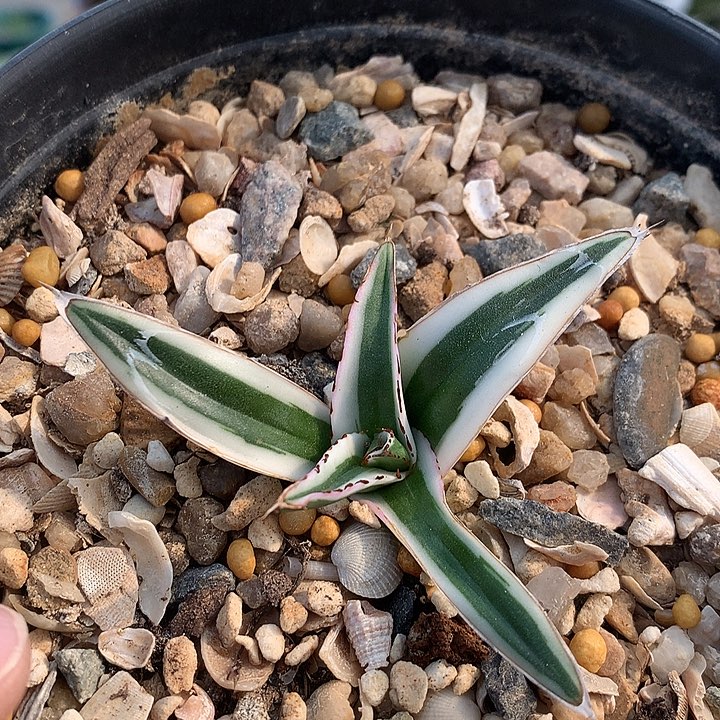 307冰山6666666666666