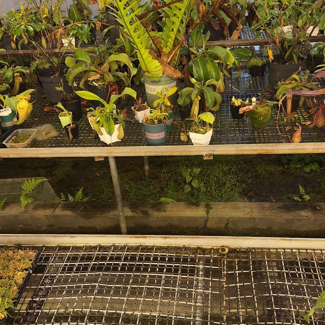 趴***子无花朵专拍存米链接