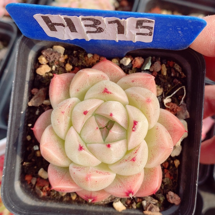 新年福利多肉5.5cm