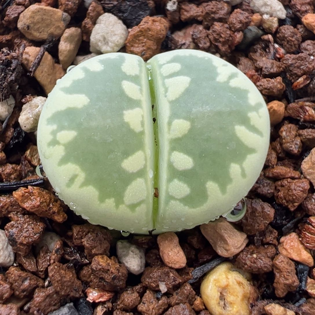475多肉植物百科