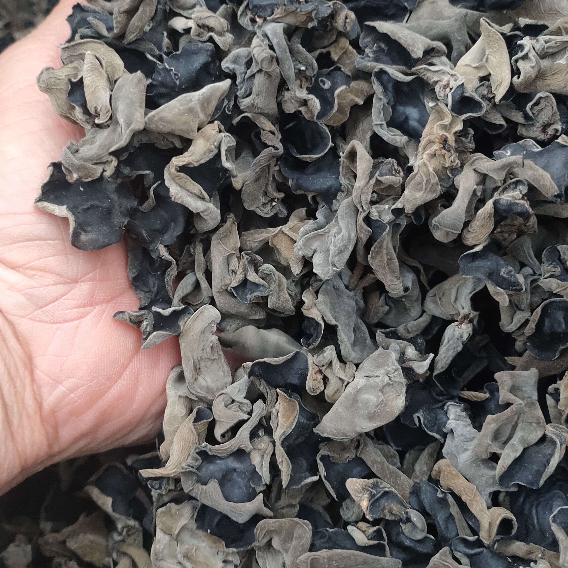 长白山特产头茬黑木耳无根肉厚，喝山泉水长大的黑木耳绿色健康。