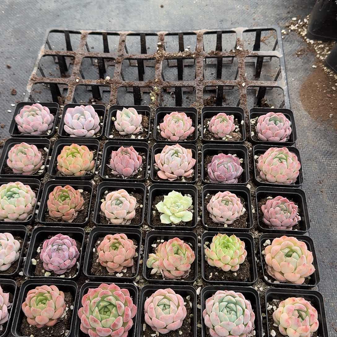 12-28左八中号美尼糖心珍妮二十颗量拍