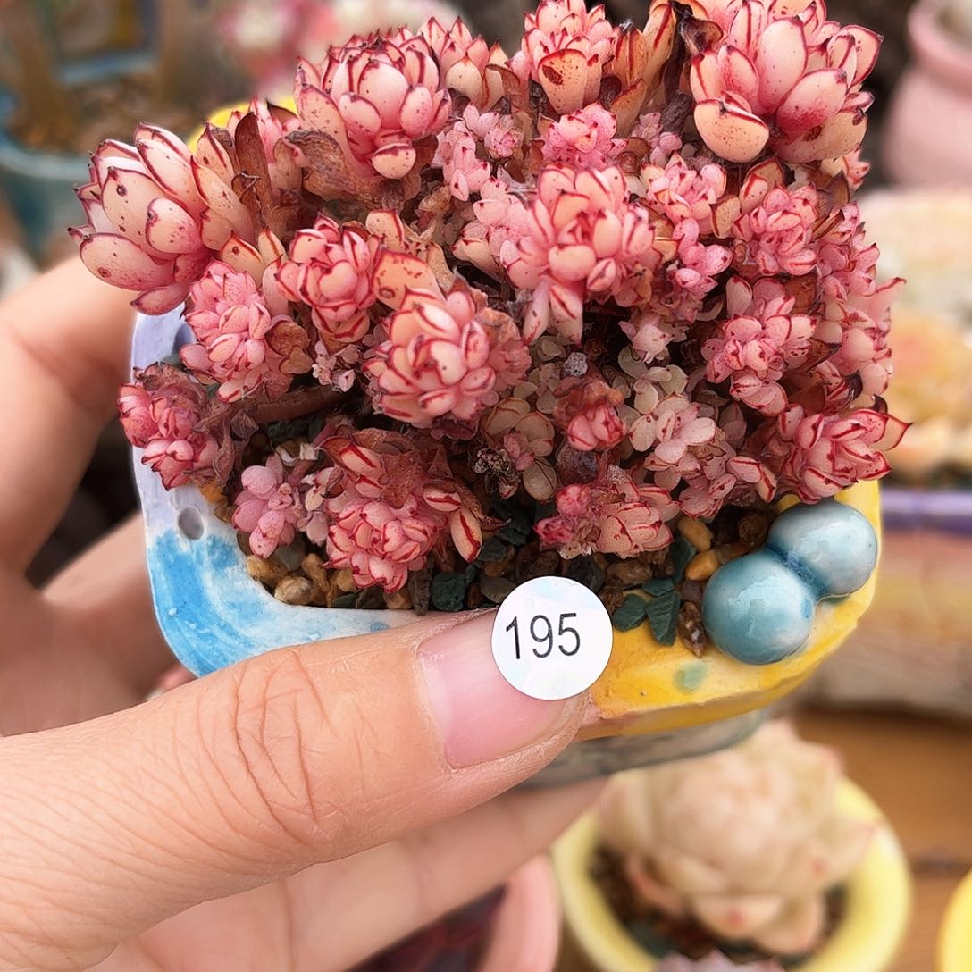 ·195 多肉含盆土30元包邮除偏远