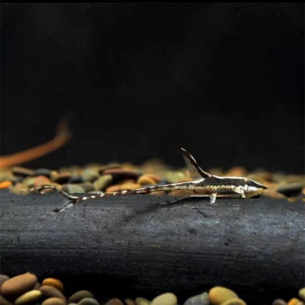 铭彩水族 皇冠直升机 异形鱼 活体观赏鱼 热带鱼 